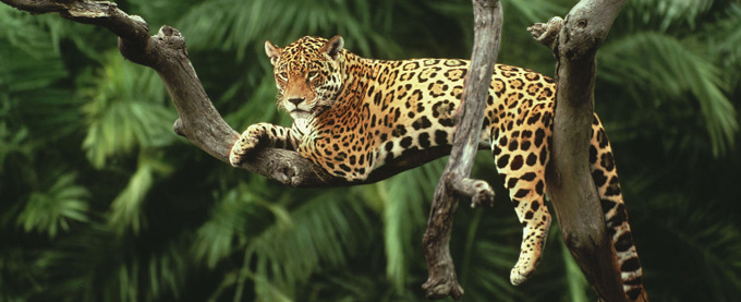 jaguar_web_20938.jpg