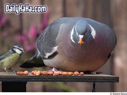 fatty_bird.jpg