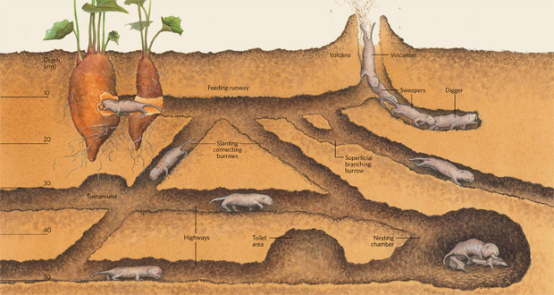 06_12_Digging_side.jpg