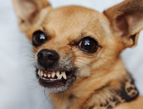 growling-dog1.jpg
