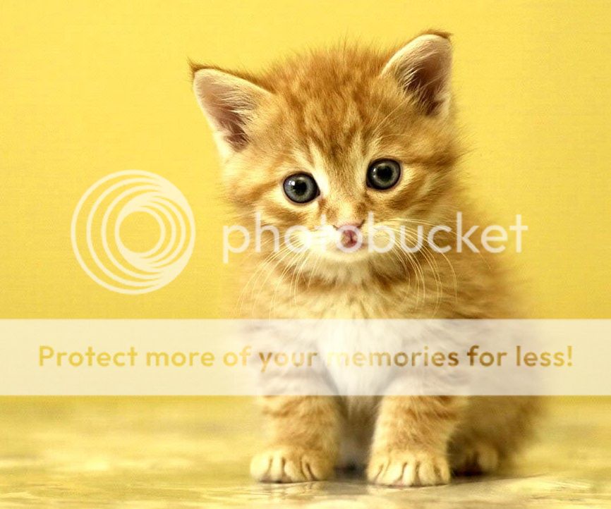 -Getting-Up-To-Mischief-cute-kittens-9820830-1024-768_zps293d3e9e.jpg