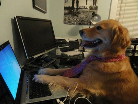 dog-using-computer.jpg