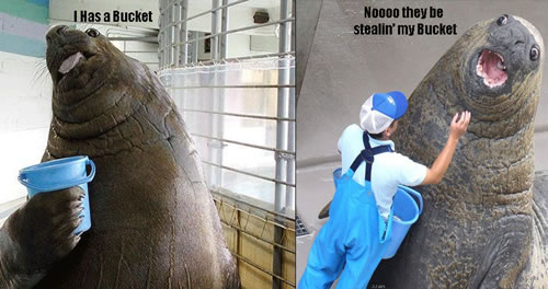 walrus-has-bucket.jpg