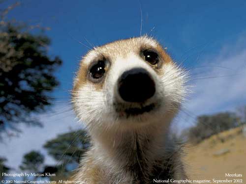 meerkat-face.jpg
