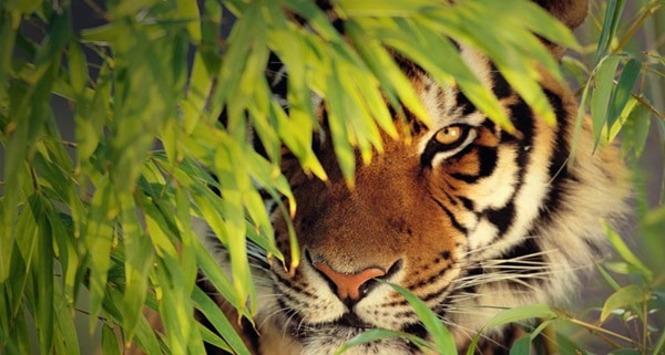 Tiger-Photography-3.jpg